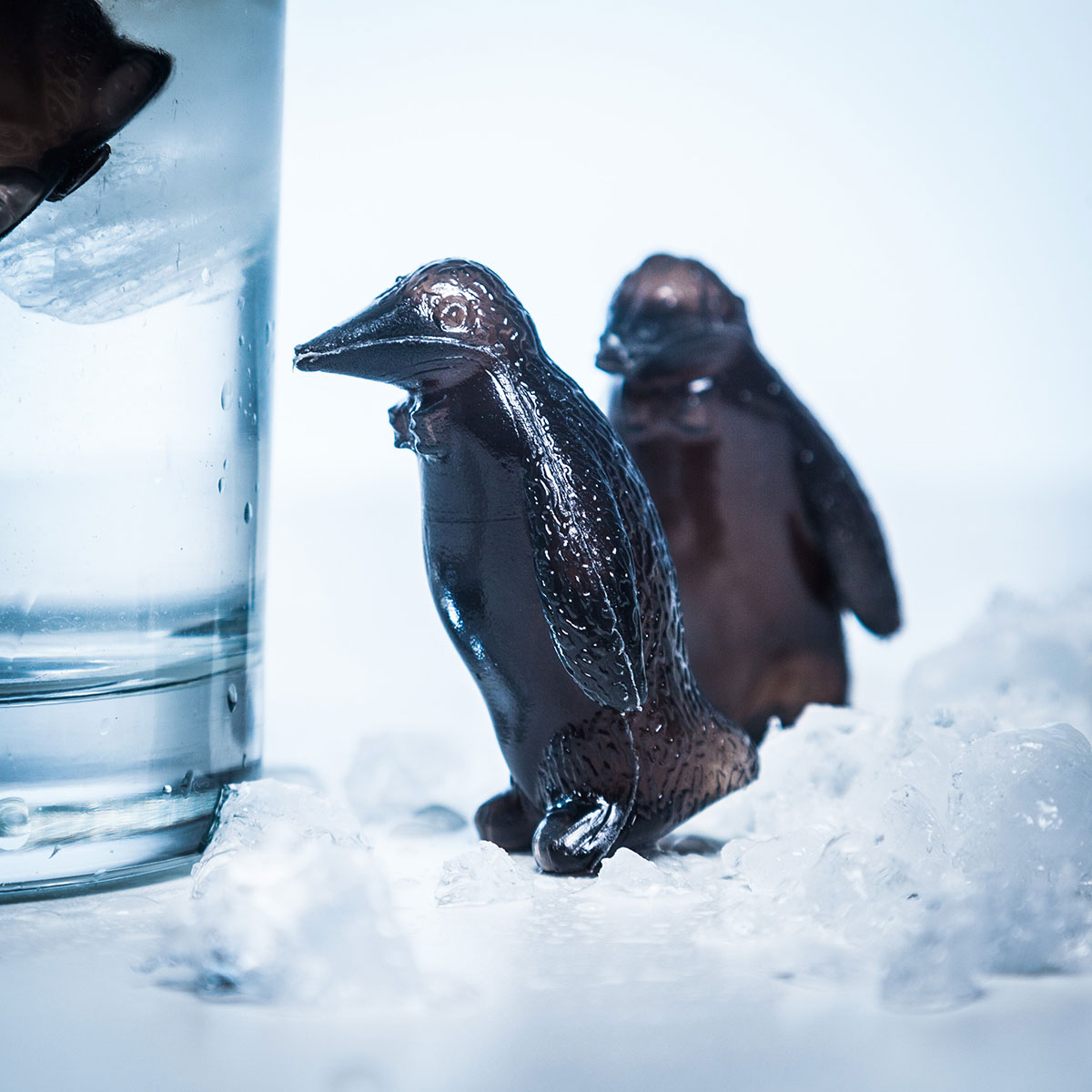 Pingouins refroidisseurs