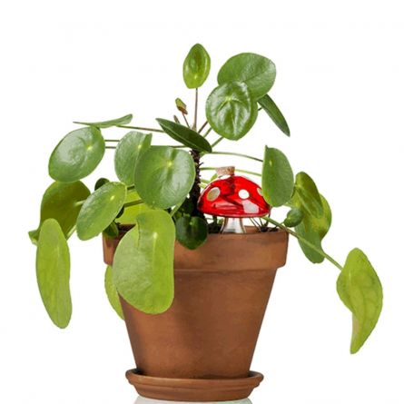 Champignon d'eau Pour les Plantes d'intérieur
